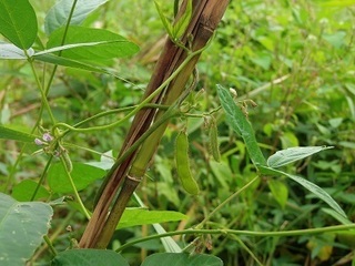 011 16.09.14 植物観察会 031 ツルマメ.jpg