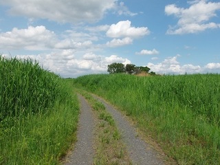 011 17.06.01 021 旧谷中村ゾーン.jpg