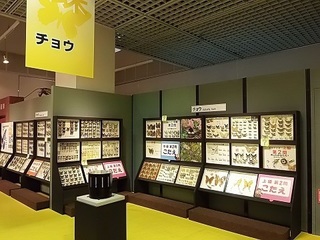 011 17.07.13 026 蝶の仲間.jpg