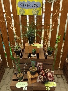 012 16.09.15 とちぎ花センター他 049 くるくるミラクル.jpg