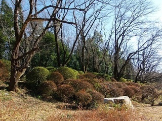 012 17.01.05 一言主神社へ初詣他 031 花の谷.jpg