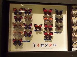 012 17.07.13 024 ミイロタテハ.jpg