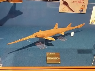 012 17.10.13 018 サメ展・ノコギリザメ.jpg