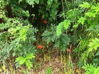 013 16.09.14 植物観察会 042 ヒガンバナ.jpg