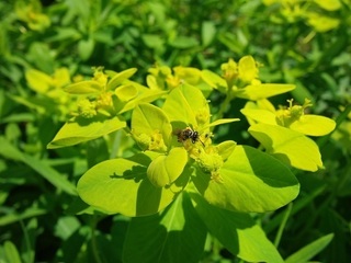 013 17.04.19 渡良瀬植物観察会 023 ノウルシ.jpg