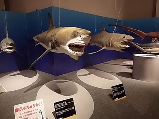 013 17.10.13 022 サメ展・ホホジロザメ.jpg