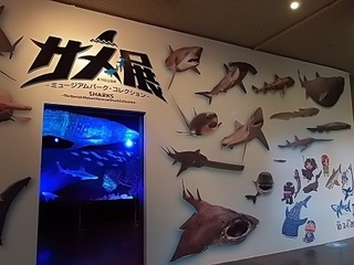 013 17.11.02 045 茨城県自然博物館、サメ展.jpg