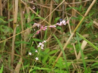 014 16.09.14 植物観察会 038 サクラタデ.jpg
