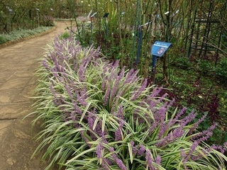 014 16.09.15 とちぎ花センター他 060 綺麗な植物.jpg