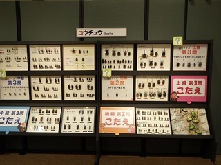 014 17.07.13 028 甲虫の仲間.jpg