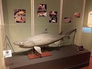 014 17.10.13 025 サメ展・オオワニザメの剥製修復.jpg