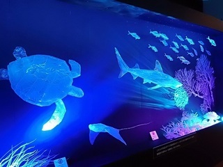 014 17.11.02 033 茨城県自然博物館、サメ展.jpg