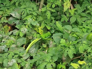 015 16.09.14 植物観察会 043 マイヅルテンナンショウ.jpg