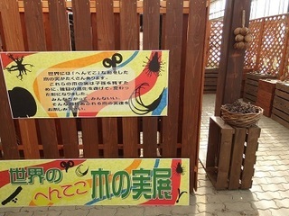 015 17.01.07 057 木の実展.jpg