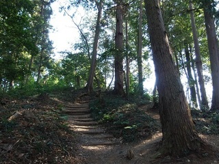 015 17.02.16 みかも山冒険他 032 霊気の林.jpg