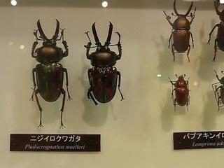 015 17.07.13 027 ニジイロクワガタ.jpg