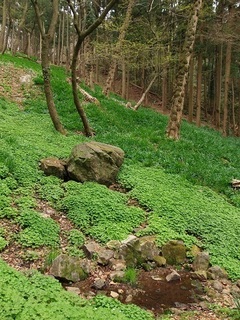 016 17.03.31 037 山野草の斜面.jpg