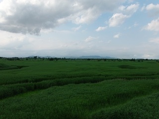 016 17.06.01 031 水質浄化のヨシ原.jpg
