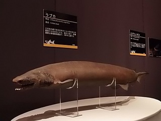 016 17.10.13 031 サメ展・ラブカ.jpg