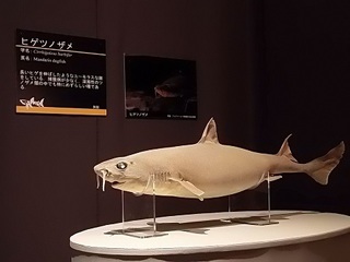 017 17.10.13 032 サメ展・ヒゲツノザメ.jpg