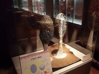 017 18.03.01 025 ジクホコリ.jpg