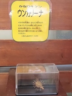 018 17.01.07 065 ウンカリーナ.jpg