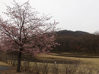 018 17.03.31 041 三毳山と桜.jpg