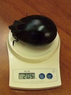 018 17.06.19 010 丸ナス.jpg