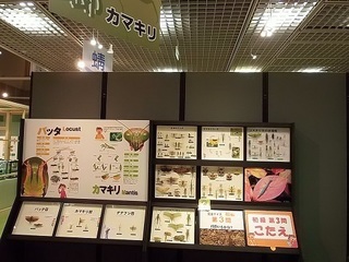018 17.07.13 032 バッタの仲間.jpg