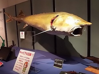018 17.10.13 036 サメ展・ダウリアチョウザメ.jpg