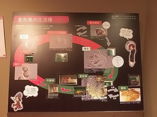 018 18.03.01 033 変形菌の生活環.jpg