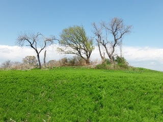 019 018 17.04.19 渡良瀬植物観察会 052 スギナの山.jpg