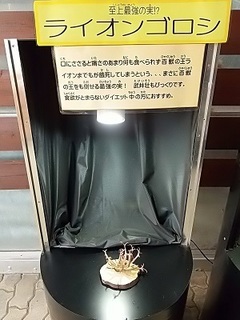 019 17.01.07 066 ライオン殺し.jpg