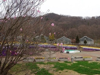 019 17.03.31 052 とちぎ花センター.jpg