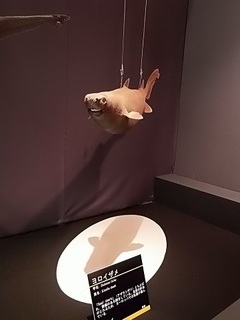 019 17.10.13 040 サメ展・ヨロイザメ.jpg