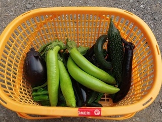 020 17.06.20 019 夏の収穫.jpg