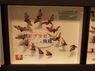 020 17.07.13 035 アブラゼミの飛翔標本.jpg