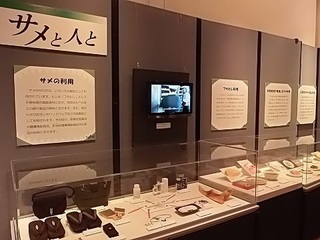 020 17.10.13 041 サメ展・サメの利用.jpg