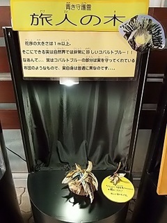 021 17.01.07 067 旅人の木.jpg