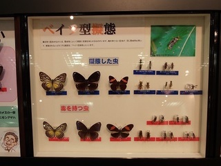 021 17.07.13 043 擬態.jpg