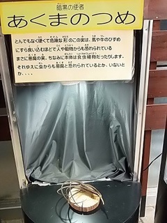 023 17.01.07 070 悪魔の爪.jpg