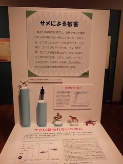 023 17.10.13 044 サメ展・サメによる被害.jpg