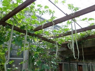 024 16.08.07 001 とちぎ花センターヘビウリ.jpg
