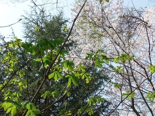 024 18.03.29 051 茨城県自然博物館・新緑と桜.jpg