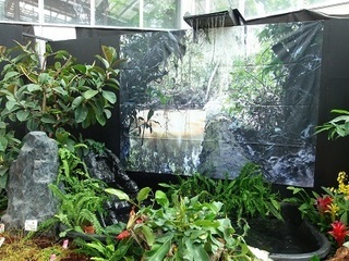 025 16.08.07 014 ブラジルの植物展.jpg
