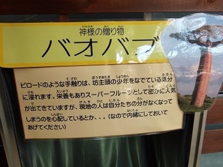 025 17.01.07 073 バオバブ.jpg