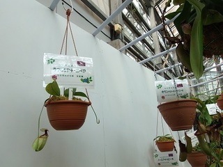 026 16.08.07 007 とちぎ花センター食虫植物展.jpg