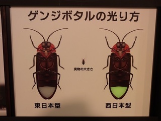 026 17.07.13 050 ゲンジボタルの光り方.jpg