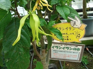 027 16.08.07 018 とちぎ花センターイランイラン.jpg