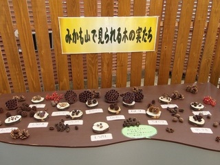 027 17.01.07 076 三毳山で見られる木の実.jpg
